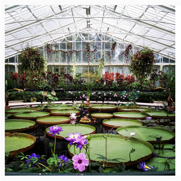 Credit: Kew Gardens Instagram 