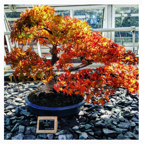 Bonsai House Kew Gardens. Credit: Kew Gardens Instagram 